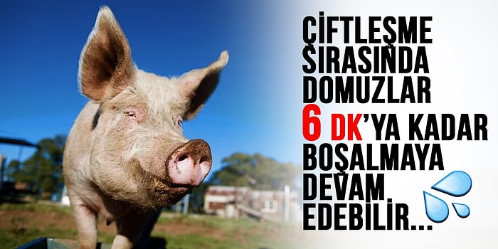 Hayvanların Renkli Dünyası Hakkında Biyoloji Dersinde Öğrenmediğimiz İlginç ve Eğlenceli 25 Gerçek