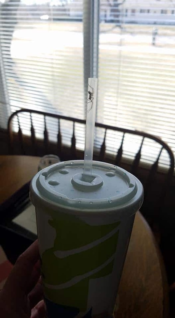 7. Единственная положительная вещь — это то, что паук все-таки остался в трубочке, а не во рту у фотографа.