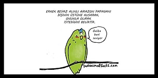 Hayvanlar Hakkındaki Üzücü Gerçekleri Eğlenceli Bir Dille Anlatan 23 Karikatür