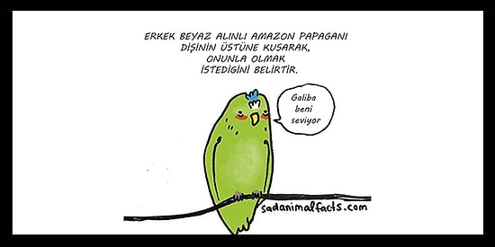 Hayvanlar Hakkındaki Üzücü Gerçekleri Eğlenceli Bir Dille Anlatan 23 Karikatür