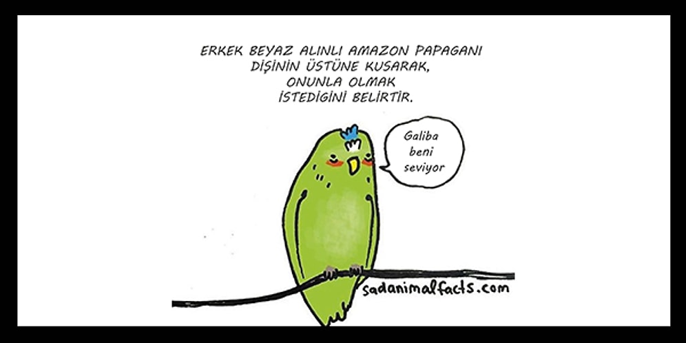 Hayvanlar Hakkındaki Üzücü Gerçekleri Eğlenceli Bir Dille Anlatan 23 Karikatür