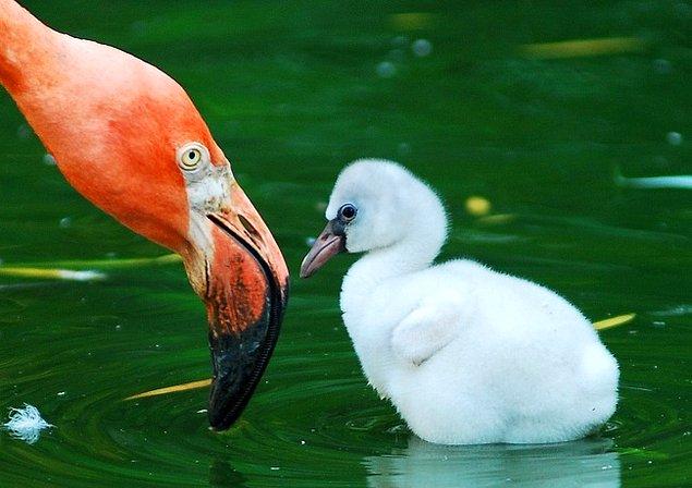 7. Ve bir bebek flamingo.