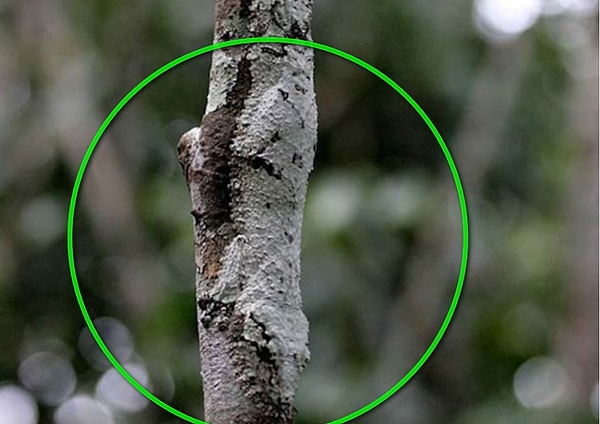 Посмотреть правильный ответ: