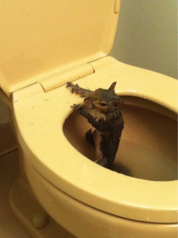 10. От такого гостя может прихватить еще и сердце