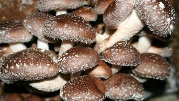 6. Грибы шиитаке