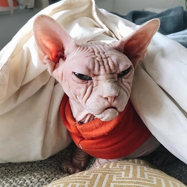 6. У Брента аллергия на кошек, поэтому им было тяжелее найти питомца, чем кому-либо другому.