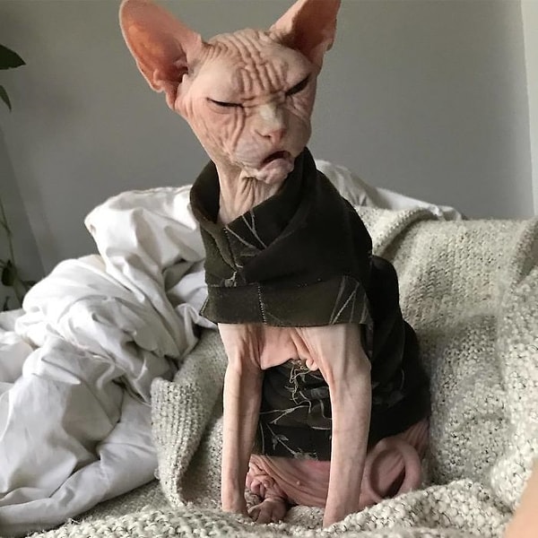 7. «Локи очень любвеобилен, ему нравится обниматься и болтать. Он обожает спать у нас на животах, есть курочку и омлет и любит, когда ему чешут голову».