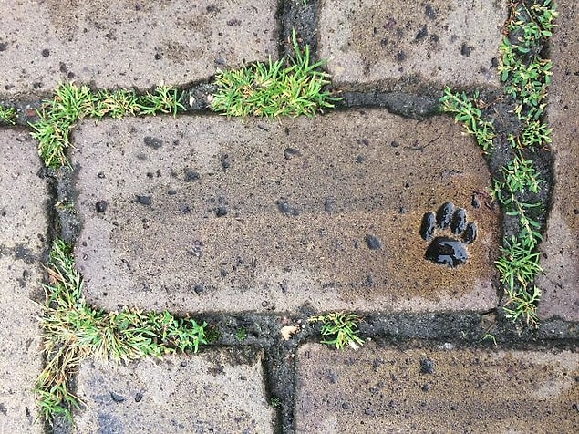 25. "Bir kedi belediye çalışanlarına yardım etmiş."