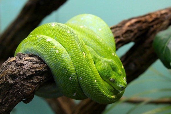 12. Змеи могут спать по три года.