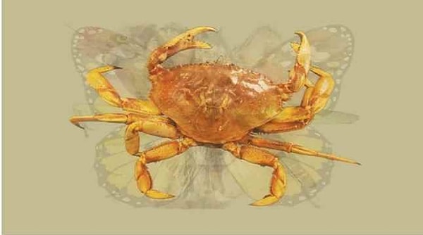 Вы видите краба?