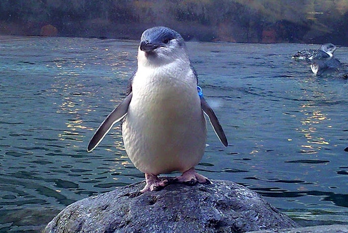 Türlerinin En Minik ve En Sevimli Olanlarıydı: Binlerce Mavi Penguen Yeni Zelanda Sahillerine Vurdu