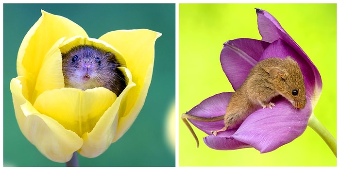 Делимся весной! 🌷 20 классных снимков из фотосессии с мышонком и тюльпанами в главных ролях
