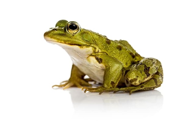 5. Если вы потрогаете лягушку, у вас не появятся бородавки