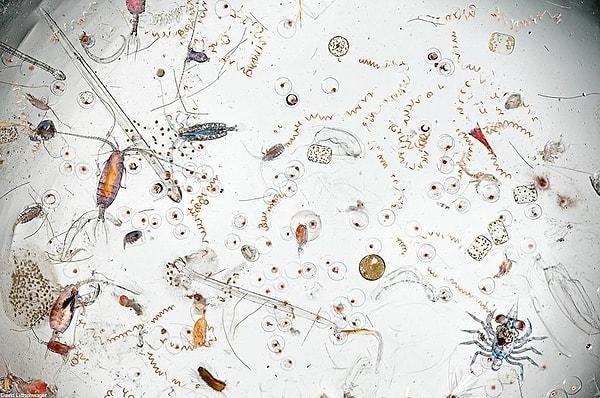 3. Bir damla su 25 kez büyütüldüğünde içinde yer alan planktonlar böyle görünüyormuş.