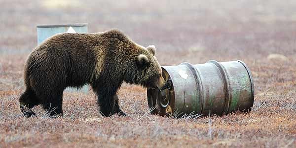 6. Российские медведи те еще токсикоманы.