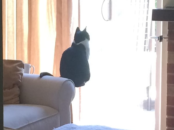 14. Откдуа у этого кота способности к левитации?