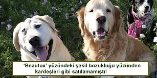 Farklı Bir Yüzü Olduğu İçin Terk Edilen Köpeciğin Sahiplenilince Geçirdiği Yürek Isıtan Değişim