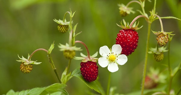6. Июнь - скромность
