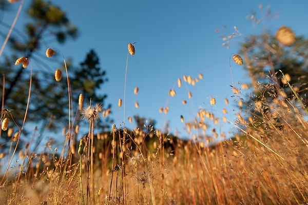 8. Август - шоколад