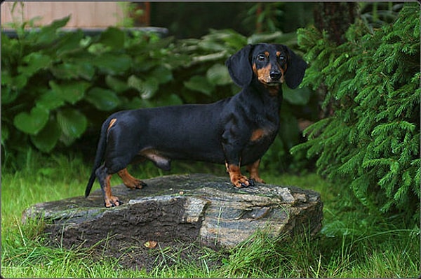 2. Пес Максимилиан