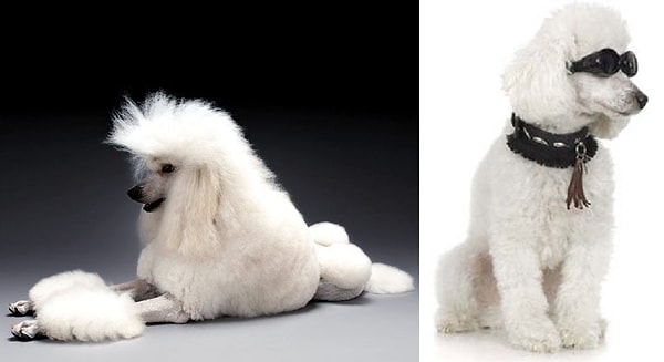 12. Пудель Тоби Раймс