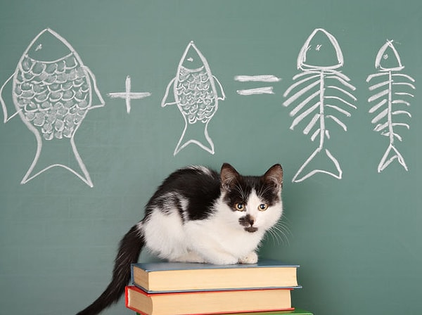 8. АЯ, БЮ, ВЭ... какая пара букв должна быть следующей?