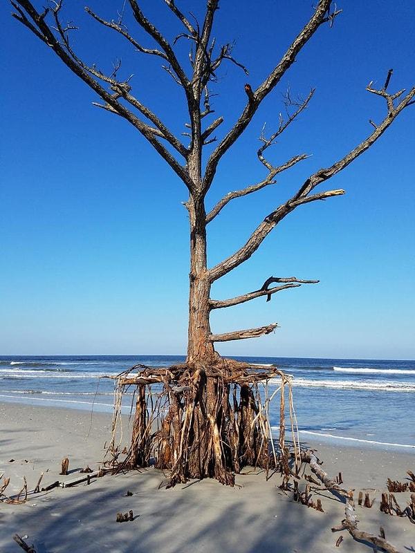 15. Irma Kasırgası sırasında kökündeki toprak rüzgarla uçup giden bu ağaç, hayata tutunmaya çalışıyor.