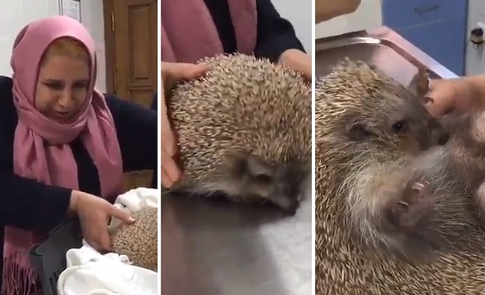 Sen Ne Güzel İnsansın! Yolda Ölümden Kurtardığı Kirpiyi ve Yavrularını Besleyen Yüreği Güzel Kadın!