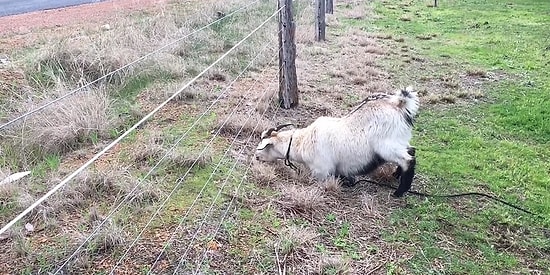 Elektrikli Çitin Kenarında Otlanırken 5000 Volt'a Temas Edince Hayatının Şokunu Yaşayan Keçi