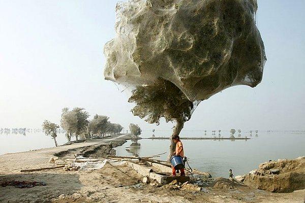1. Pakistan'da 2010 yılında görülen ağaç kozaları.