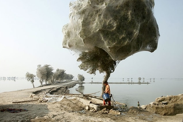 1. Pakistan'da 2010 yılında görülen ağaç kozaları.