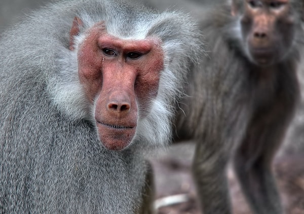 6. Узнаете эту обезьяну?