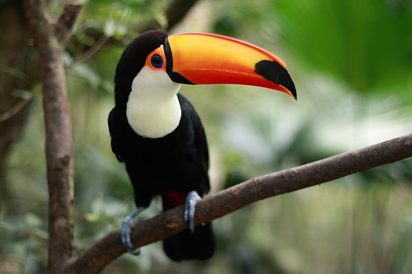 2. Что это за экзотическая птица?