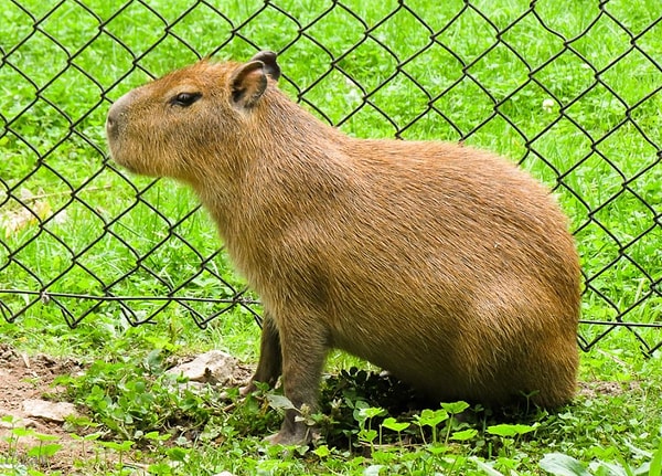 10. И, наконец, что это за экзотическое животное?