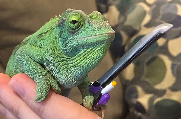 1. Ящерицы и хамелеоны