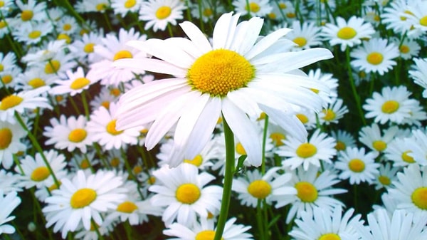 4. Апрель — ромашка