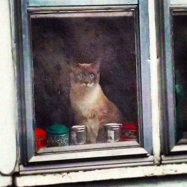 23. Kötü bir kamera ve kirli bir cam ile çekilen, resimden farkı olmayan kedi fotoğrafı