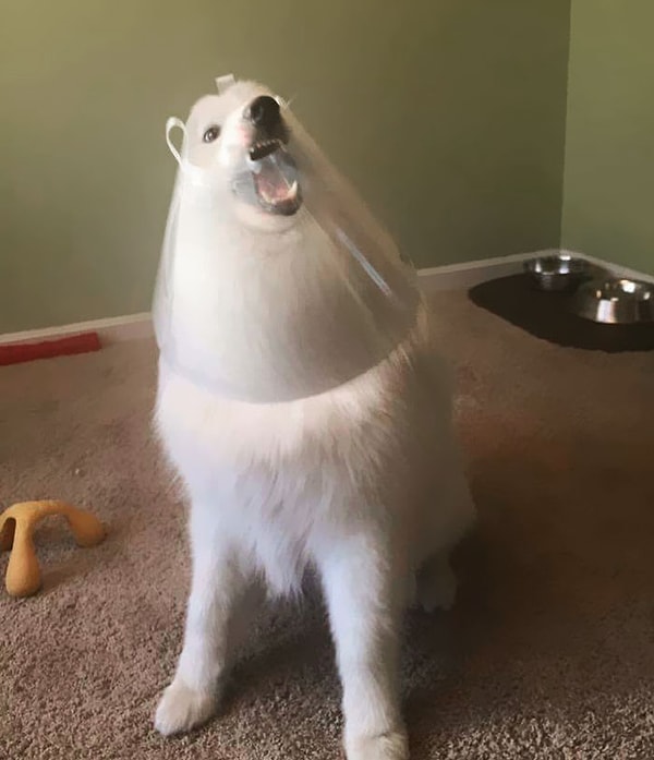 9. "Когда понимаешь, что твоя собака такая же балбесина, как и ты"