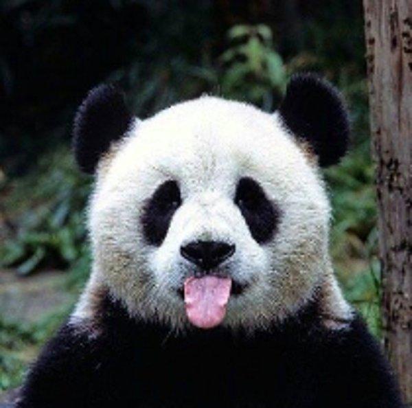 Sevimsiz Panda