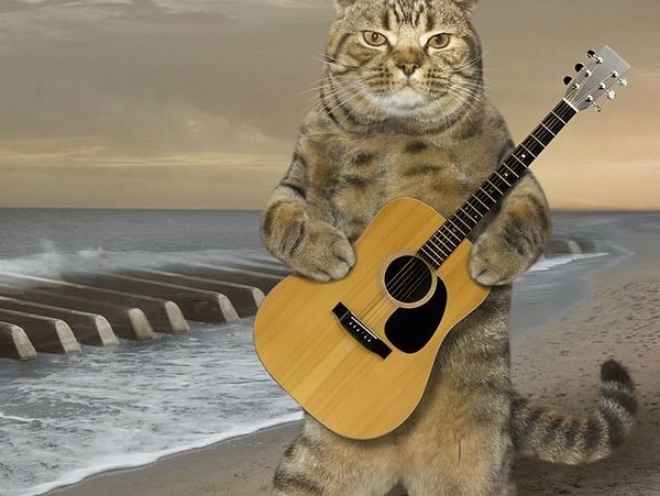 2. Если бы ты был(а) кошкой, то какой?