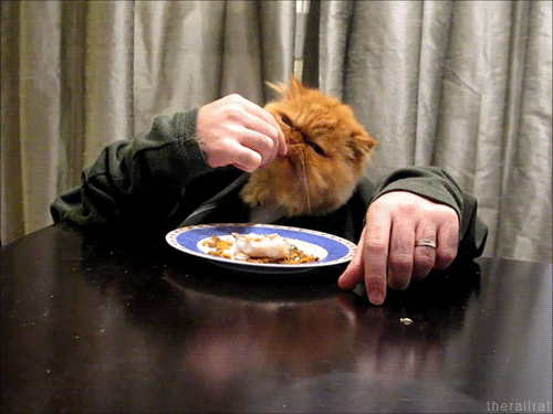 Kedi Yemek