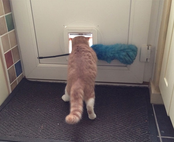 6. "Мой кот хотел стащить метелку для пыли. Как видите, ему это не удалось"