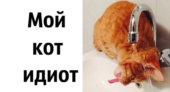 25 котов, у которых замкнуло мозги, и они начали вести себя как идиоты