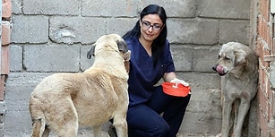 Ölmek Üzere Olan Sokak Köpeklerine Yeni Bir Hayat Sunan Mükemmel İnsan: Funda Küçük