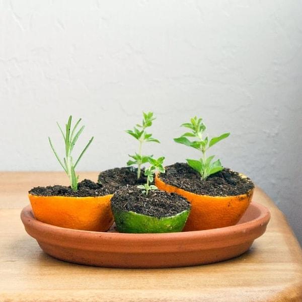 4. Portakal ve narenciye kabuklarını, tohumlarınızı filizlendirmek için kullanabilirsiniz. Fidanlar çıkmaya başladığında direkt olarak bahçeye ekebilirsiniz.
