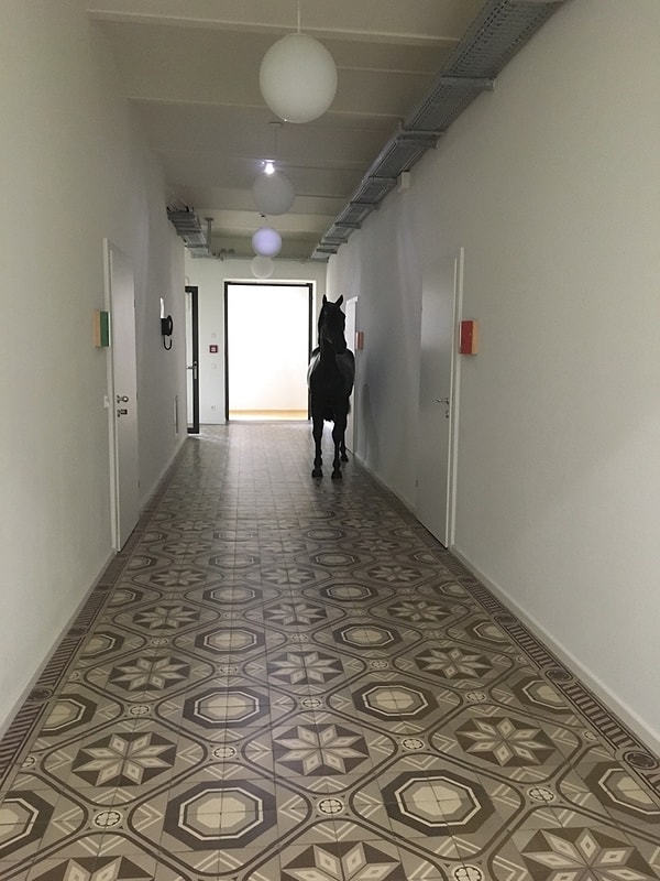 11. Лошадь. В общежитии. Как?