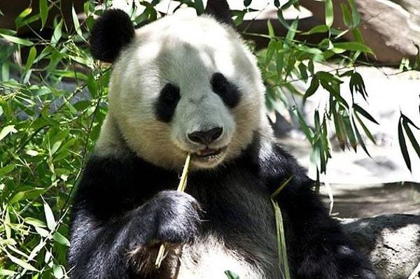 8. Pandalar bambu yemeyi sever bunu hepimiz biliyoruz...