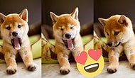 Tatlışlıkları ile Bizi Kalbimizden Vuran Shiba'ların Birbirinden Sevimli Halleri