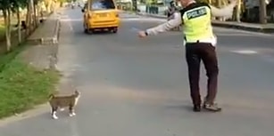 Kediyi Karşıya Geçirmek İçin Trafiği Durduran Trafik Polisi