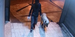 Denizli'de Sokak Köpeği Tecavüze Uğrayıp Öldürülmüştü: Şüpheli Gözaltına Alındı